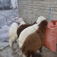 بره یاگوسفند|حیوانات مزرعه|اهواز, منازل کارون|دیوار