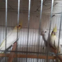 فروش|پرنده|قم, نیروگاه|دیوار