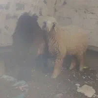 بره ماده دوقلو جفت شده با قوچ همو