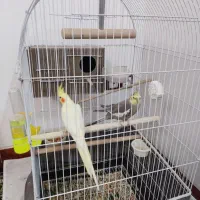 یک جفت عروس هلندی