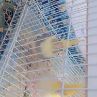 فروش فوری عروس رو تخم