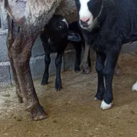 میش بره