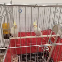 عروس هلندی|پرنده|قروه, |دیوار