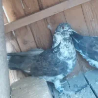 کبوتر سوسکی|پرنده|اصفهان, جلالیه|دیوار