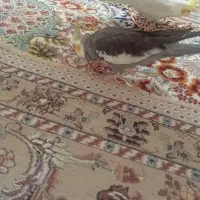 عروس هلندی هر دو نر