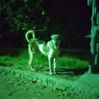 گمشده|حیوانات|شاهین دژ, |دیوار