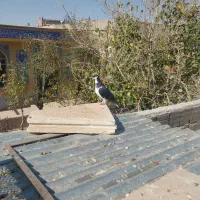 چپ سیاه نر|پرنده|جلگه رخ, |دیوار