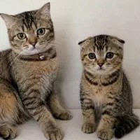 توله گربه بلک گلد 3 ماهه بازی‌گوش