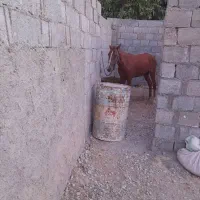 اسب|اسب و تجهیزات اسبسواری|اهرم, |دیوار