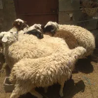 بره بومی