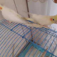 عروس هلندی لوتینو