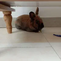 خرگوش|موش و خرگوش|همدان, |دیوار