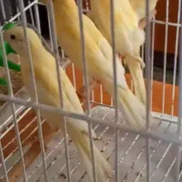 جوجه قناری جفتی نرو ماده