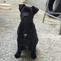 توله پیتبول