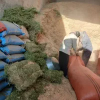 *کاه سبوس گاوداری آجیلی یونجه واقعی وکنسانتره*