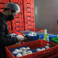 پرورش قارچ|خوردنی و آشامیدنی|مشگین شهر, |دیوار