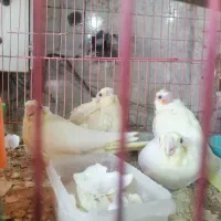 عروس هلندی نر و ماده