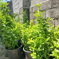 پالم ، یوکا ، شمشاد|خدمات باغبانی و درختکاری|کلاچای, |دیوار