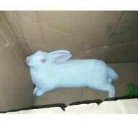 سلام دوعددخرگوش