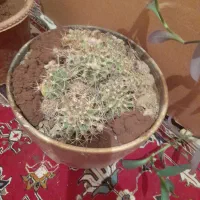 گل کاکتوس.با مرغ و جوجه معاوضه میکنم|گل و گیاه طبیعی|شاهین‌شهر, خانه کارگر|دیوار