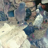 جوجه چاهی