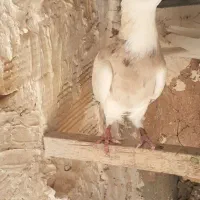 طوقی هفت رنگ
