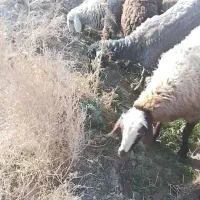 چندعدد میش فروشی