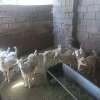 بزغاله سانن