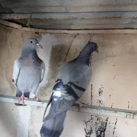 کفترمقلف سوز پلاکی