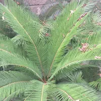 سیکاس|گل و گیاه طبیعی|رشت, علی آباد|دیوار