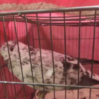 بوربوری ماده|پرنده|قم, باغ کرباسی|دیوار