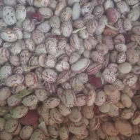 لوبیا چیتی خوش پخت|خوردنی و آشامیدنی|کبودرآهنگ, |دیوار