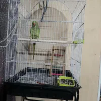 طوطی ملنگو معاوضه با صندلی راک یا مرغ عشق انگلیسی|پرنده|مشهد, شهرک امام هادی (شهرک غرب)|دیوار