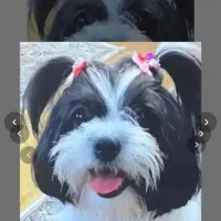 فروش سگ|سگ|رشت, دیلمان|دیوار