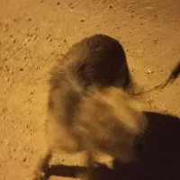 سگ فروشی|سگ|آبادان, |دیوار