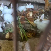 فروش تعدادی خرگوش سفید چشم قرمز