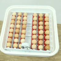 جوجه کشی 48 عددی +اینورتر|لوازم جانبی حیوانات|کرمان, |دیوار