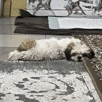 سگ شیتزو سوپر فلت|سگ|تهران, یاخجی آباد|دیوار