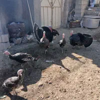 6عددبوقلمون