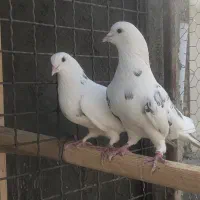 کفترای دهنجور بعدازظهری|پرنده|تهران, بهارستان|دیوار