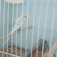 مرغ عشق انگلیسی|پرنده|ایرانشهر, |دیوار