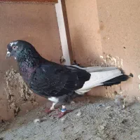 کفتر|پرنده|کرج, خرمدشت|دیوار