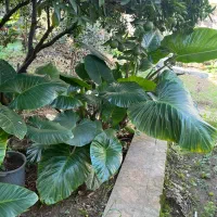 فروش گل های آپارتمانی و باغچه ای