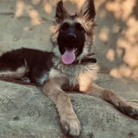 ژرمن شولاین|سگ|یاسوج, |دیوار