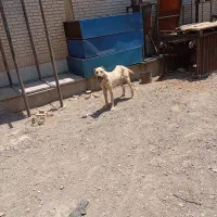 سگ سرابی