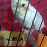 تعدادی عروس هلندی. لوتینیو. مرواریدی|پرنده|فردیس, فرامرزیه|دیوار