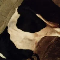 گوساله نر گوشتی