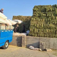 خوراک دام جو یونجه ذرت سبوس کاه خوراکدام