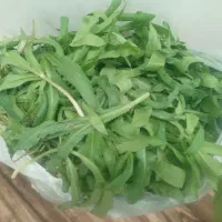 سبزی کوهی گز یاغی جوان کیلو ۱۰۰ هزار تومان