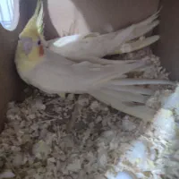 جفت عروس هلندی|پرنده|حمیدیه, |دیوار